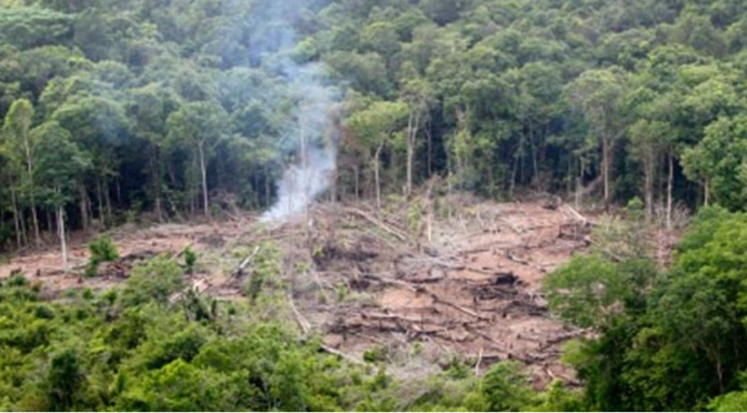 A corrida ao ouro está a ameaçar as florestas tropicais