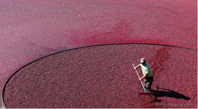 Português considerado fotógrafo do ano da Nova Inglaterra, nos Estados Unidos