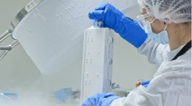 Sabe Tudo Sobre Células Estaminais?