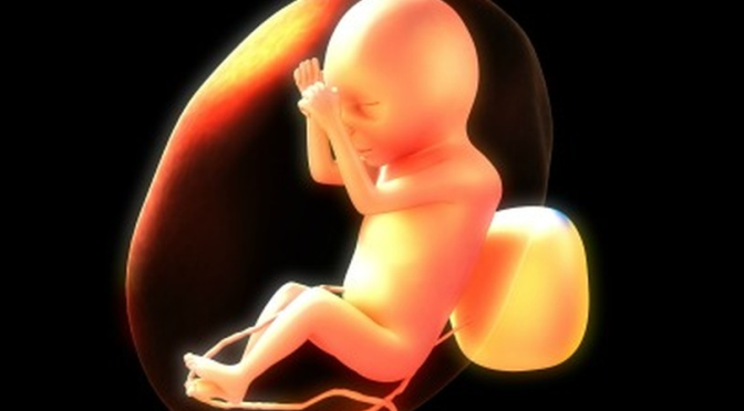 Tecido do Cordão Umbilical ajuda a Tratar Doentes após Ataques Cardíacos