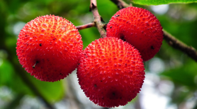 Medronho tem propriedades que previnem o cancro e controlam o colesterol