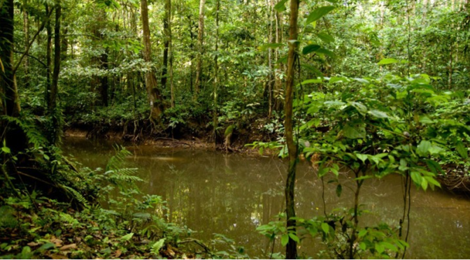 Que empresas podem evitar a destruição das florestas?