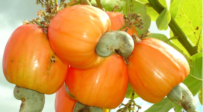 Exportação de castanhas de caju da Guiné-Bissau vai atingir 20 mil toneladas