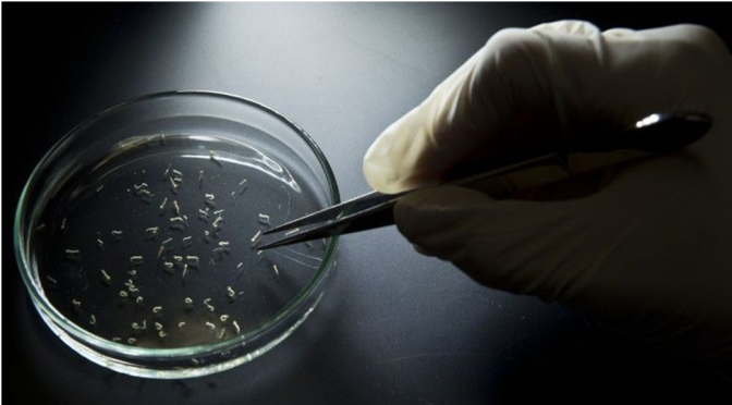 OMS avisa que vírus Zika poderá espalhar-se pelo continente americano