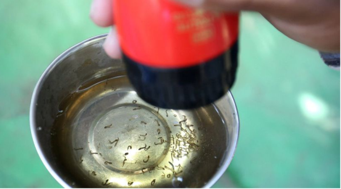 Portugueses descobrem como impedir parasita da malária de se desenvolver