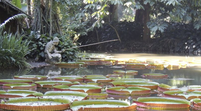 As Belezas Tropicais Do Jardim Botânico Do Rio De Janeiro